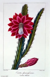 Cacto, 1836 (gravura colorida à mão)